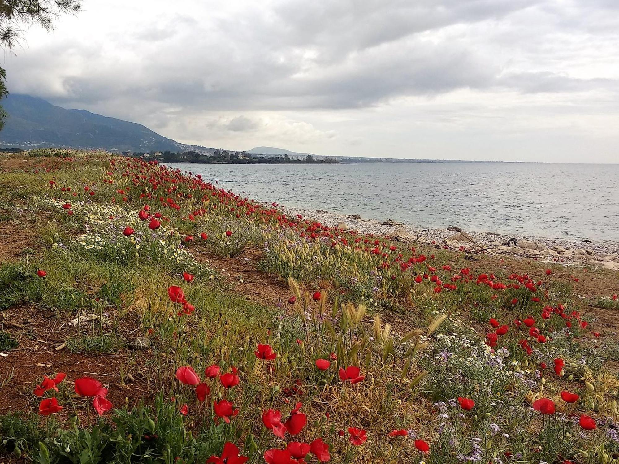 Ariadne Studio Kyparissia Exterior photo